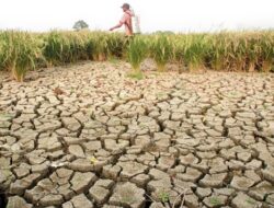 Perlu Dilakukan Upaya Menggalakkan Ketahanan Pangan Berkelanjutan dalam Menghadapi Fenomena El Nino.