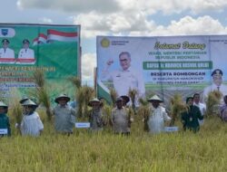 Mendorong Panen Padi di Manokwari Demi Menjadi Lumbung Pangan Papua Barat