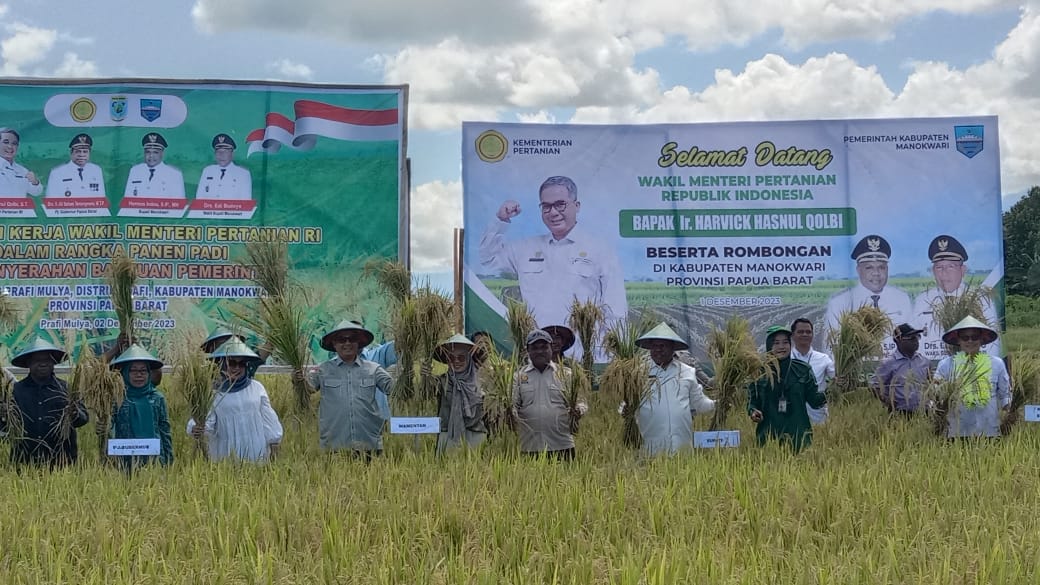 Mendorong Panen Padi di Manokwari Demi Menjadi Lumbung Pangan Papua Barat