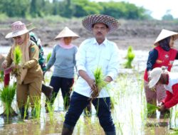 Kementan Mendorong Penanaman Padi dan Mempercepat Pembangunan Food Estate di Pulpis Kalteng