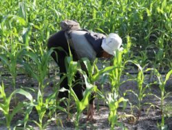 Kementan Menegaskan Jagung Tumbuh Subur di Lahan Food Estate, Menjelaskan Bahwa Tanam di Polybag Tidak Perlu dibantah