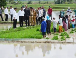 Terobosan Pompanisasi Menteri Pertanian Berhasil, Produksi Padi Terdongkrak