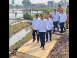 Kunjungan Jokowi ke Area Persawahan di Kalteng, Sorotan Pematang Sawah yang Beralaskan Papan