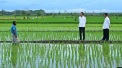 Aktivis Papua Meminta Dihentikan Proyek Sawah Satu Juta Hektar di Merauke