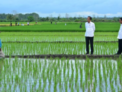 Aktivis Papua Meminta Dihentikan Proyek Sawah Satu Juta Hektar di Merauke