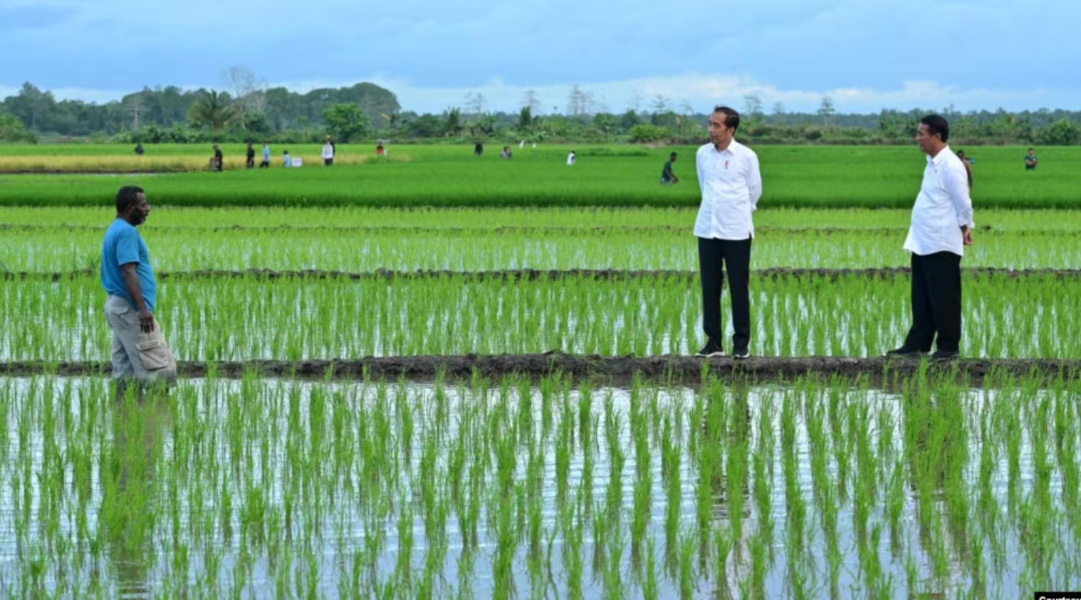 Aktivis Papua Meminta Dihentikan Proyek Sawah Satu Juta Hektar di Merauke